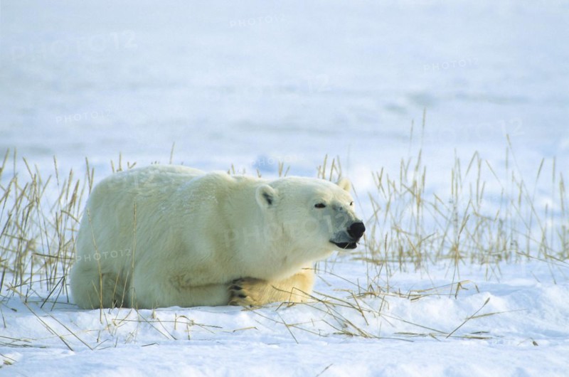 Polar bear