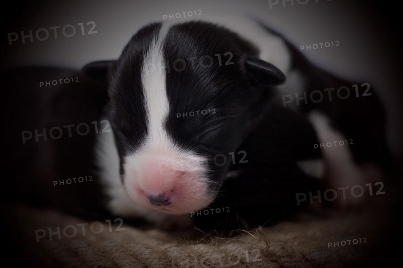 Ten days old puppies of the Welsh Corgi Pembroke