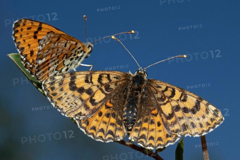 Red fritillary butterfly male and female with open wings sitting side by side on a stalk seeing different from behind in front of blue sky