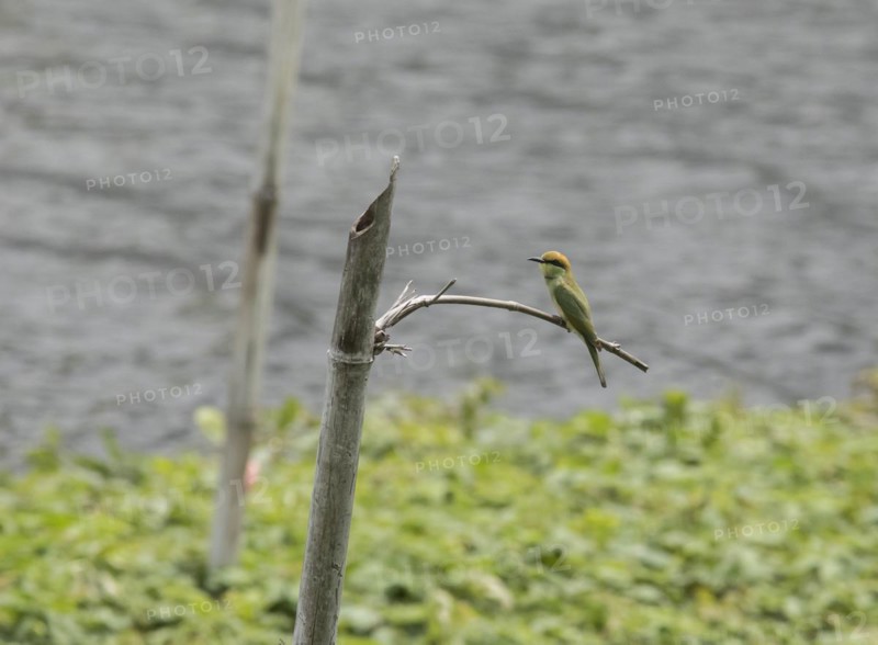 Green bee-eater