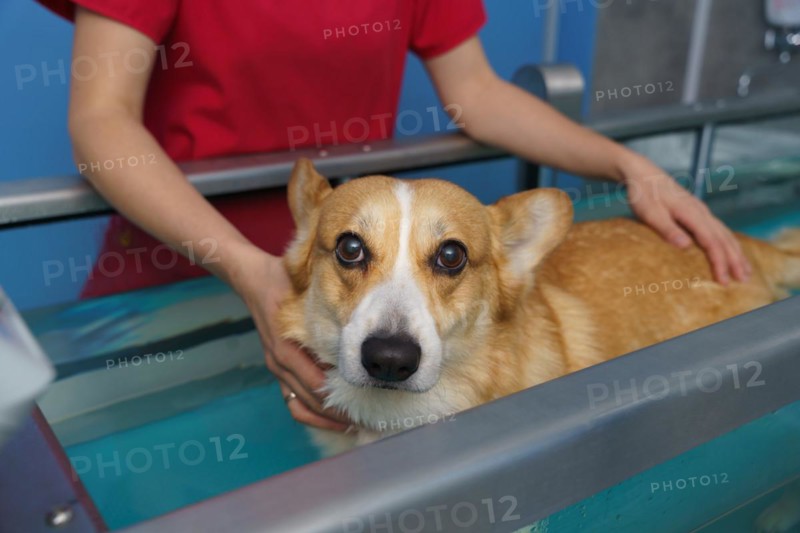 Dog rehabilitation on a water treadmill. animal health