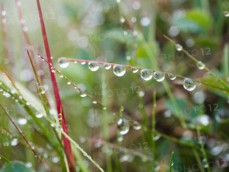 Raindrops on blades of grass