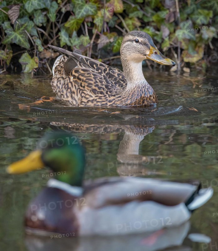 Pair of mallards