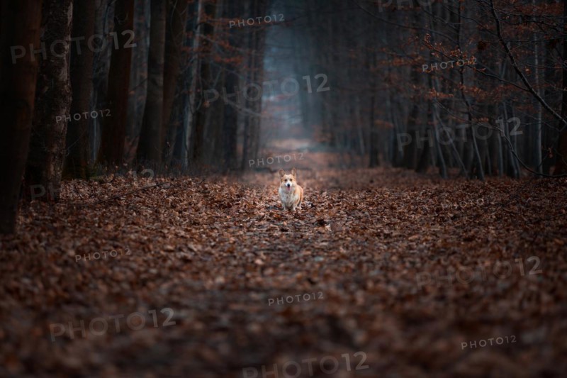 A Welsh Corgi Pembroke dog stands in the middle of a road in a dark forest. In the forest