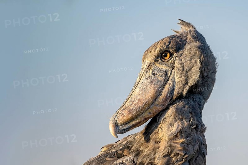 Shoebill