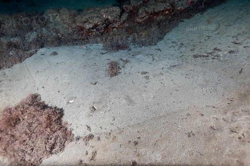 Butterfly ray