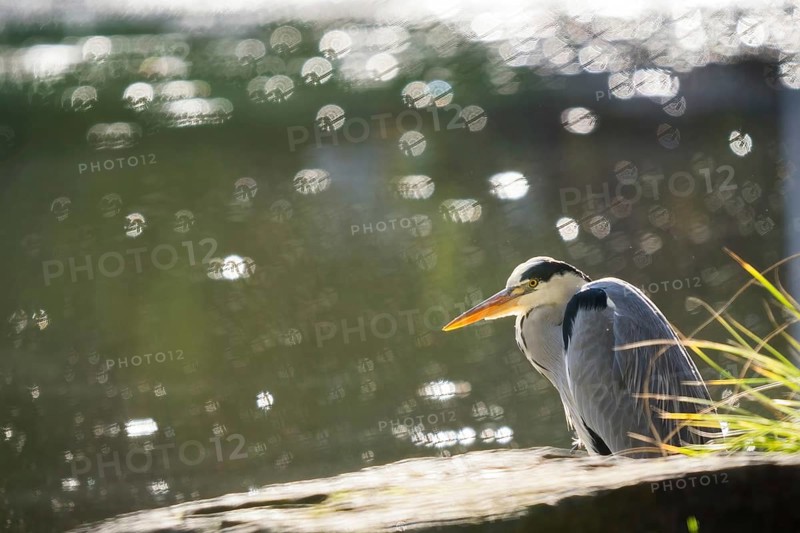 Grey heron
