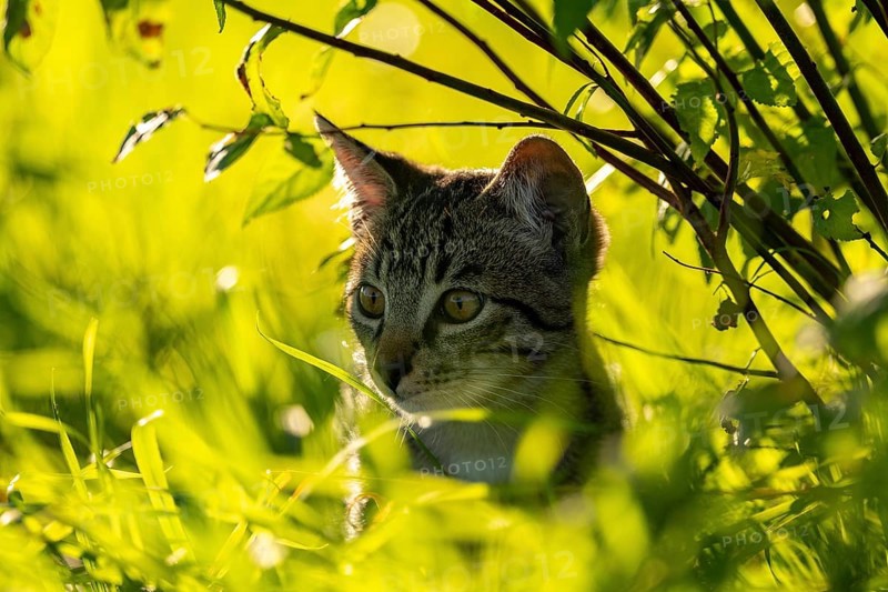 European domestic cat