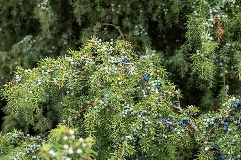 Common juniper