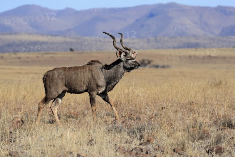 Zambezi greater kudu