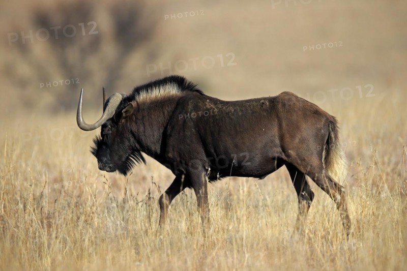White-tailed gnu