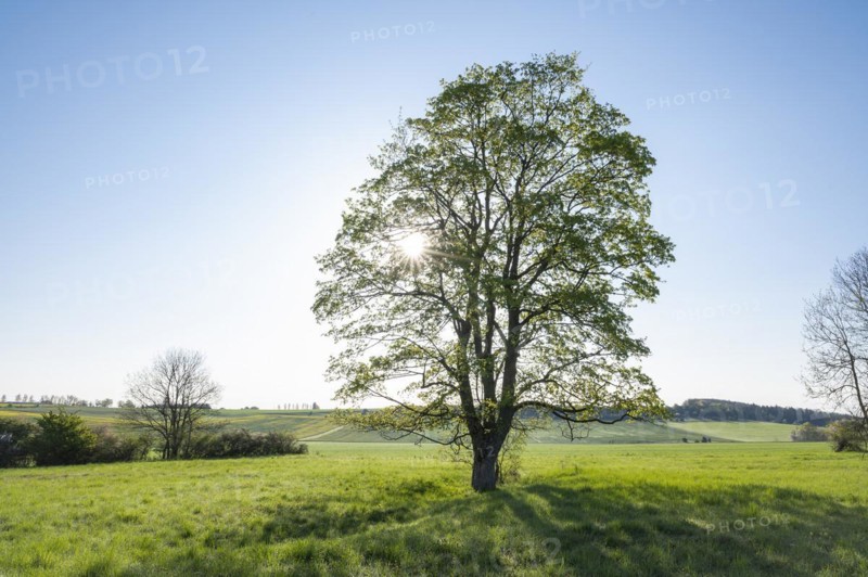 Sycamore maple