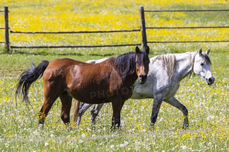 Horse paddock