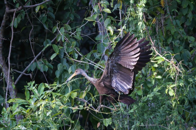Flying Limpkin