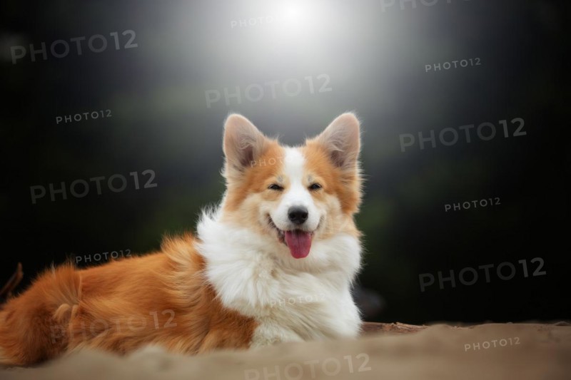 A Welsh Corgi Pembroke dog sits and looks straight ahead. Summer
