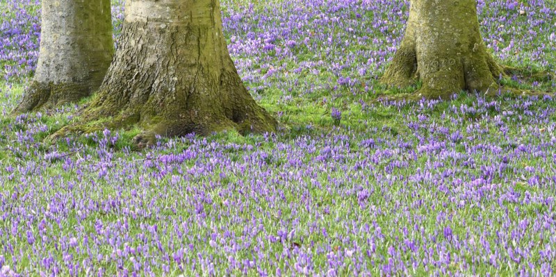 Crocus
