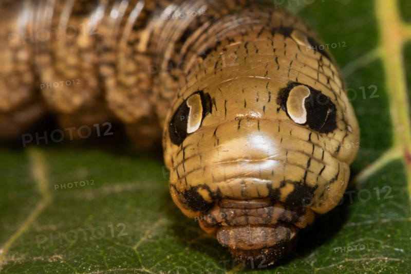 Medium vine hawk moth caterpillar sitting on green leaf looking from the front