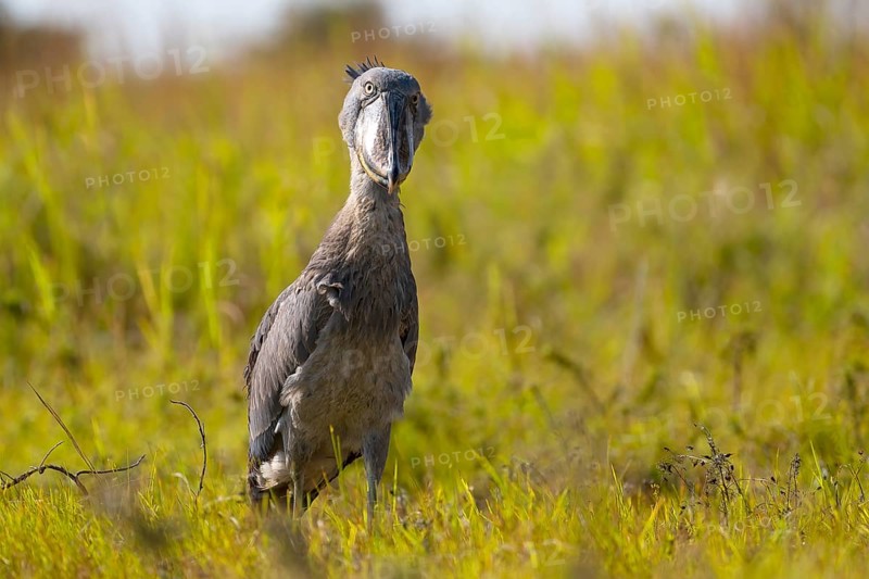 Shoebill