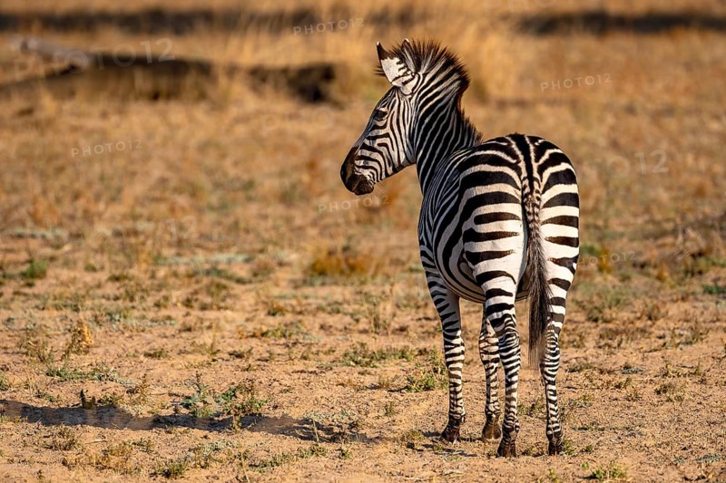 Plains Zebra of the subspecies crawshay's zebra