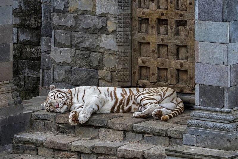 White tiger