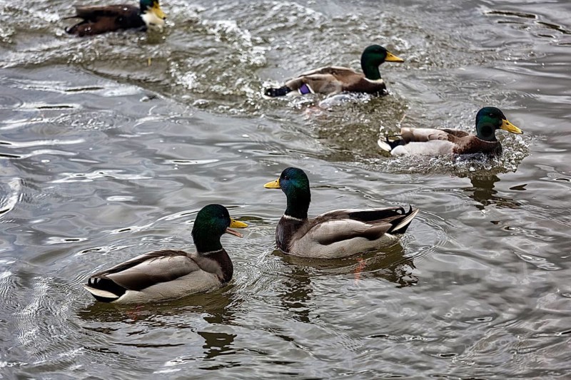 Four mallards