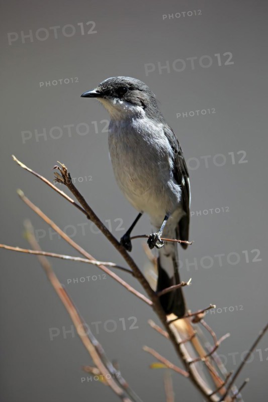 Shrike Flycatcher