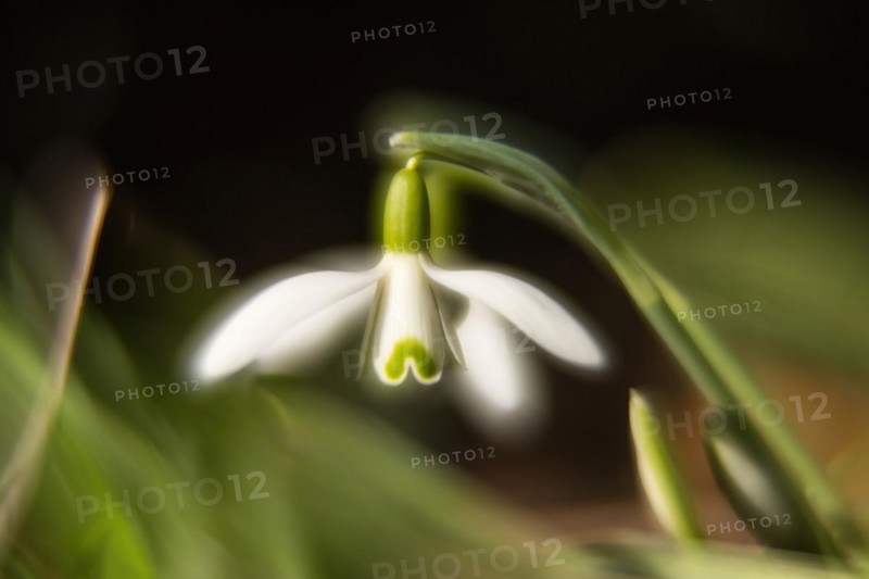 Common snowdrop