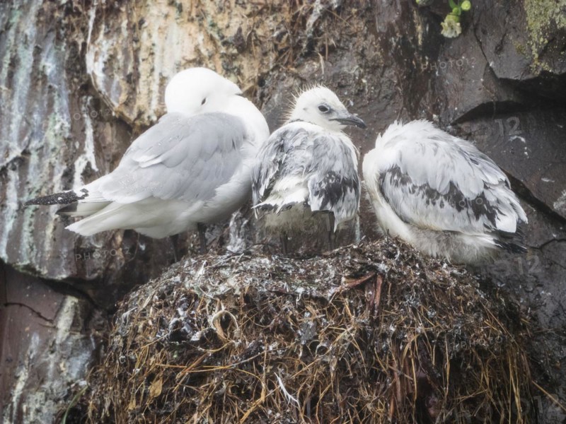 Kittiwake