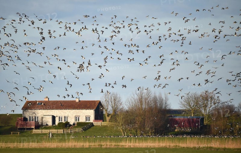 Canada Geese