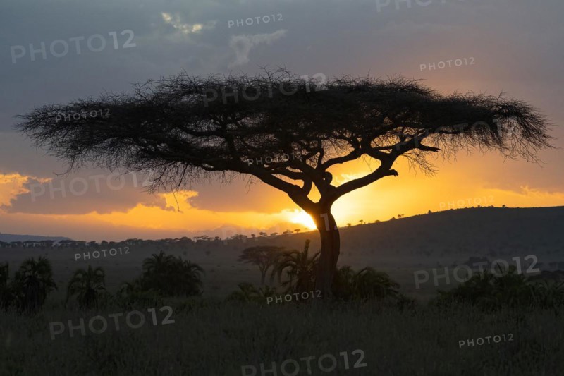 Umbrella thorn acacias
