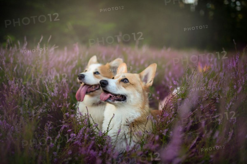 Pembroke Welsh Corgi dog sitting in a blooming heather meadow. Happy dog