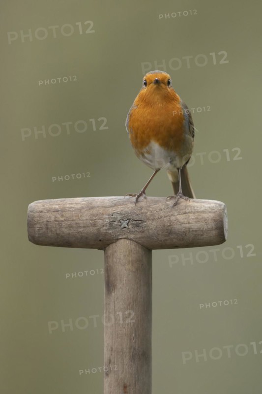 European robin