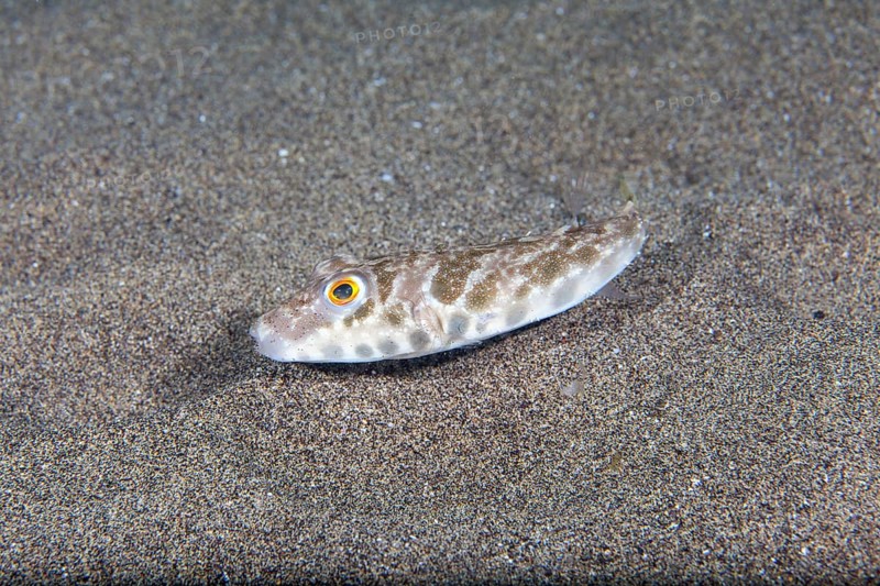 Brown pufferfish