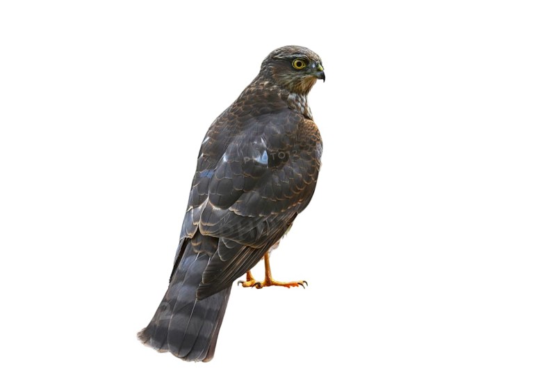 Eurasian sparrowhawk