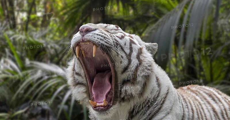Close-up of growling white tiger