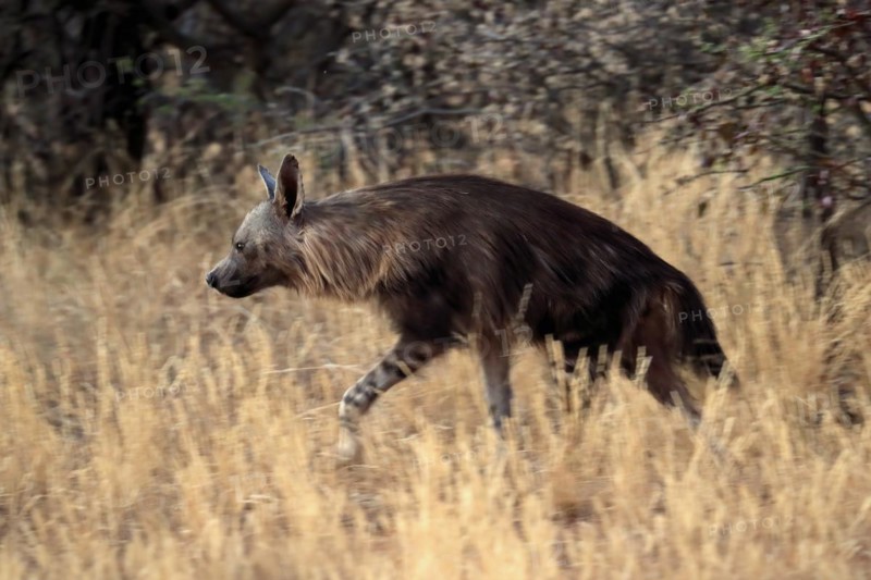 Sable hyena
