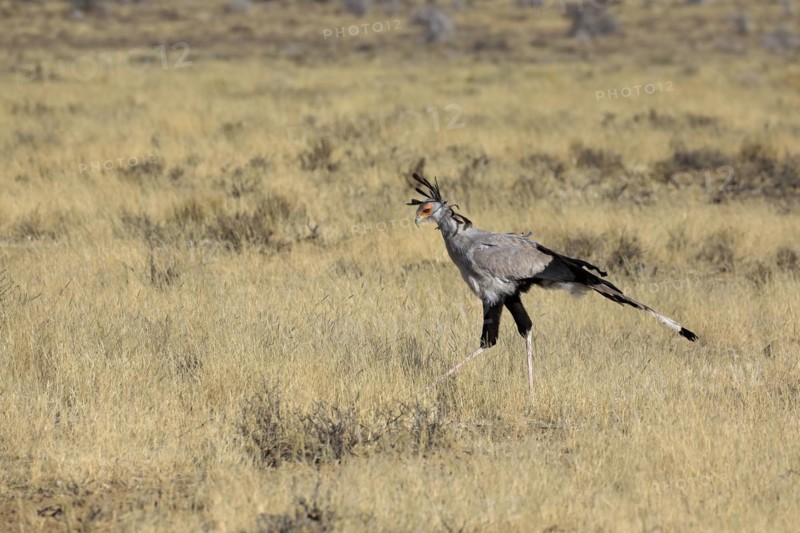 Secretary bird