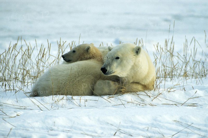 Polar bear