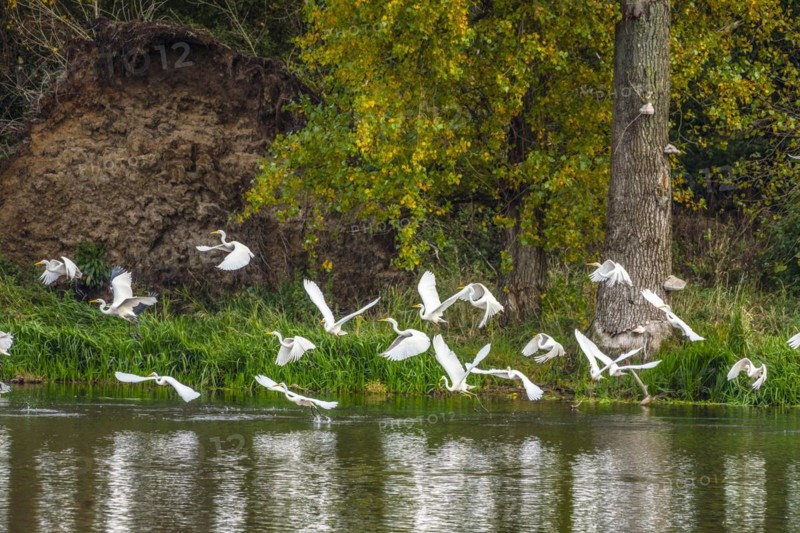Great White Egret in the Bislicher Insel Nature Reserve
