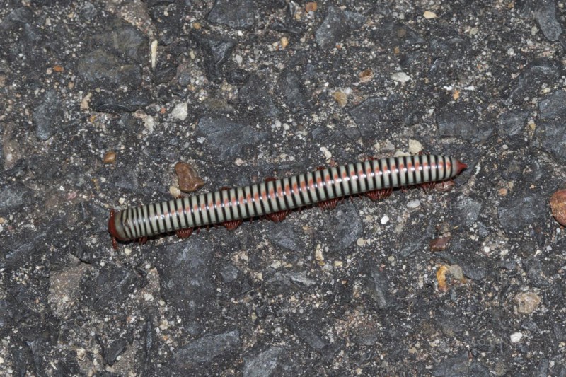 Millipede