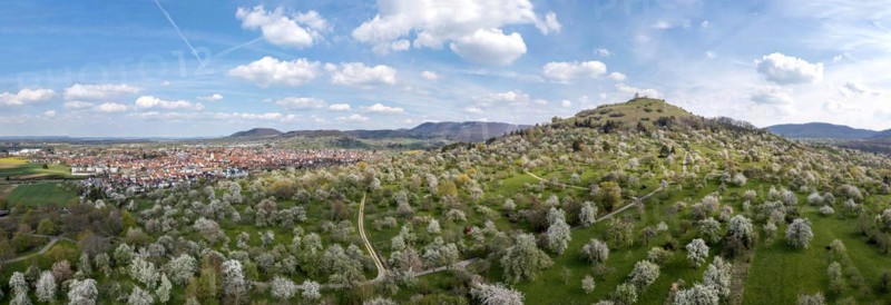 Flowering fruit trees