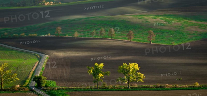Road running along the famous Oak Avenue in the Moravian fields. Czech Republic