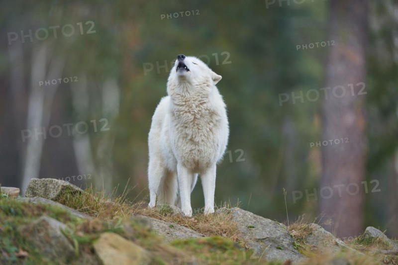 Alaskan tundra wolf