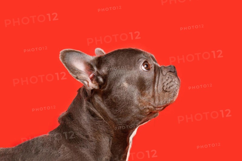 Healthy brachycephalic black French Bulldog dog with long nose on red background