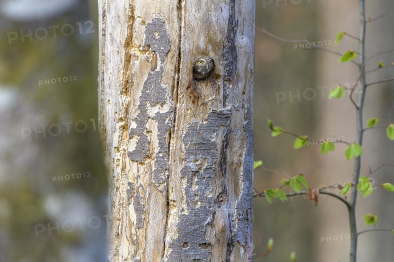 Pygmy Owl
