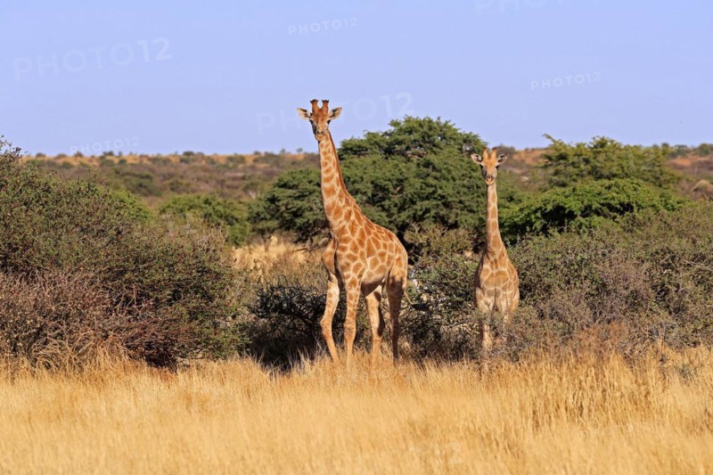 Southern giraffe