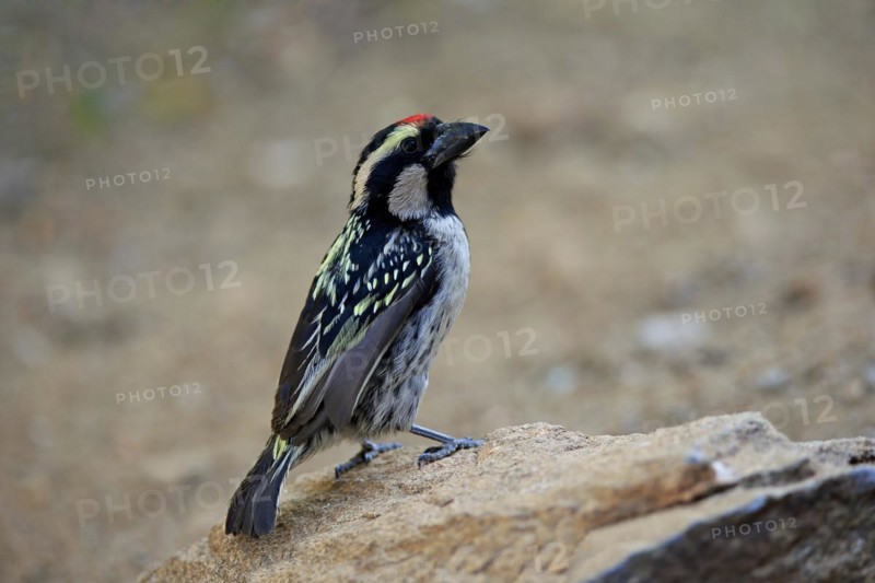 Acacia pied barbet