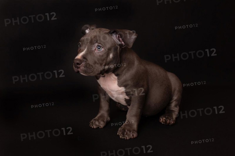 Puppy American Pit Bull Terrier sit on black background in studio