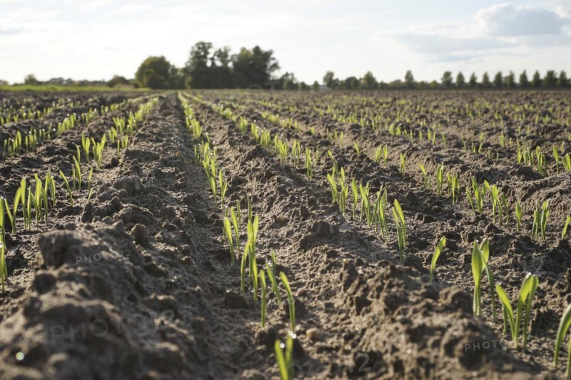 Young grain growing in rows in a field. Germany