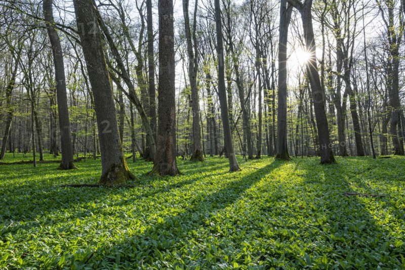 Deciduous forest and leaves of ramsons